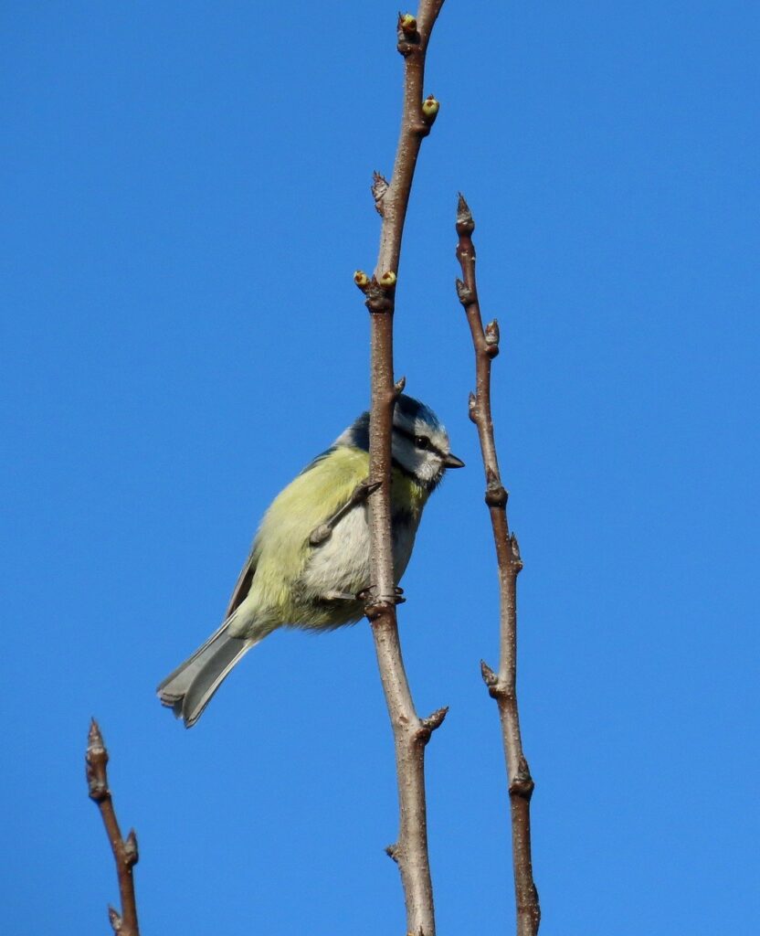 blue tit, tit, bird-7904356.jpg